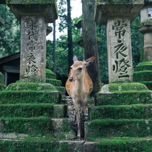 Sacred deers of Japan, Nara Park, Nara, Japan- آهوهای مقدس نارا، پارک نارا، ژاپن