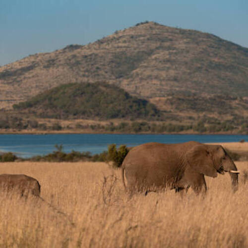 Pilanesberg National Park, South Africa
