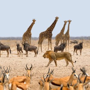 تور افریقای جنوبی 5 الی 15 خرداد 1404