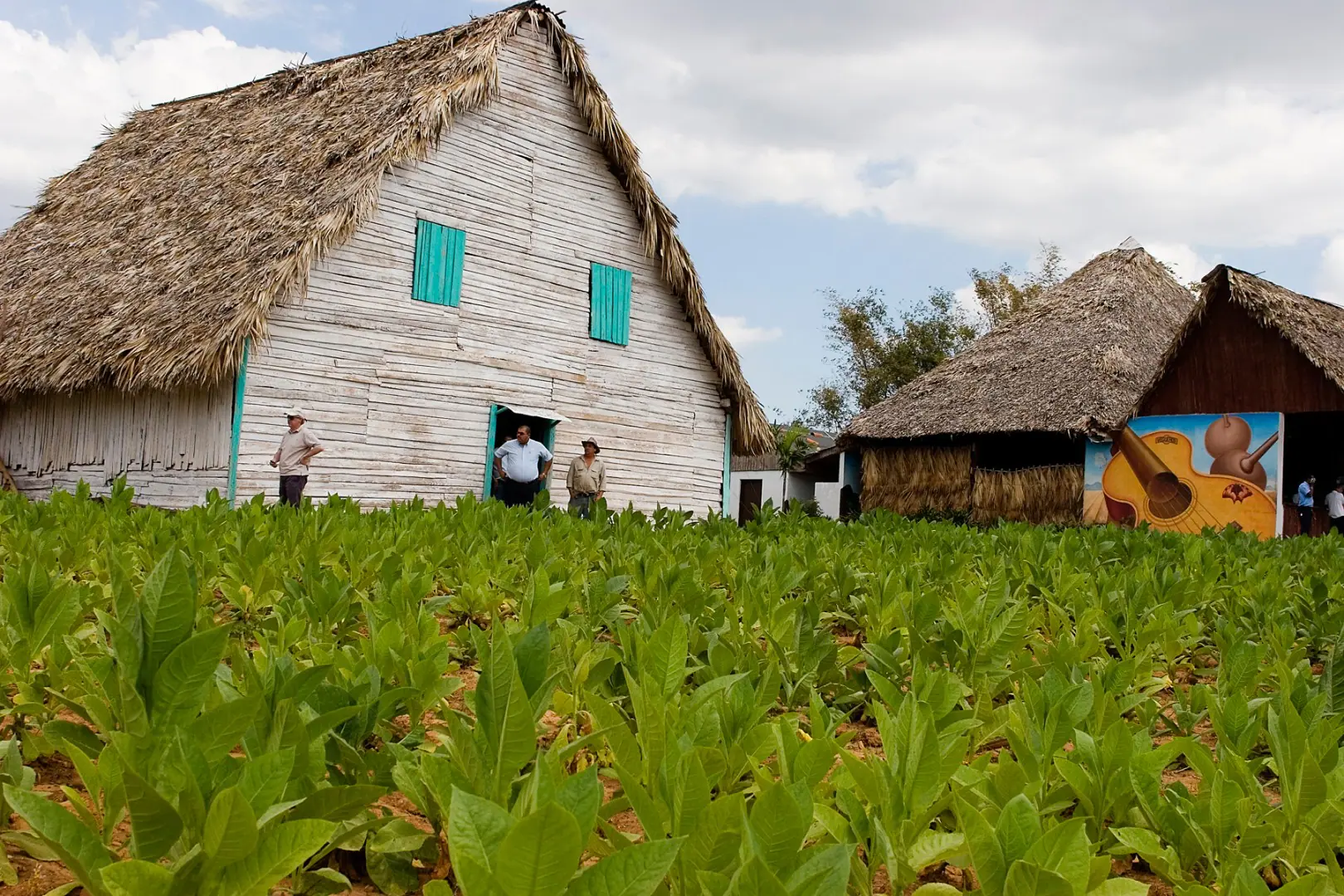 cuba-vinales-tobacco-farm-1.jpg