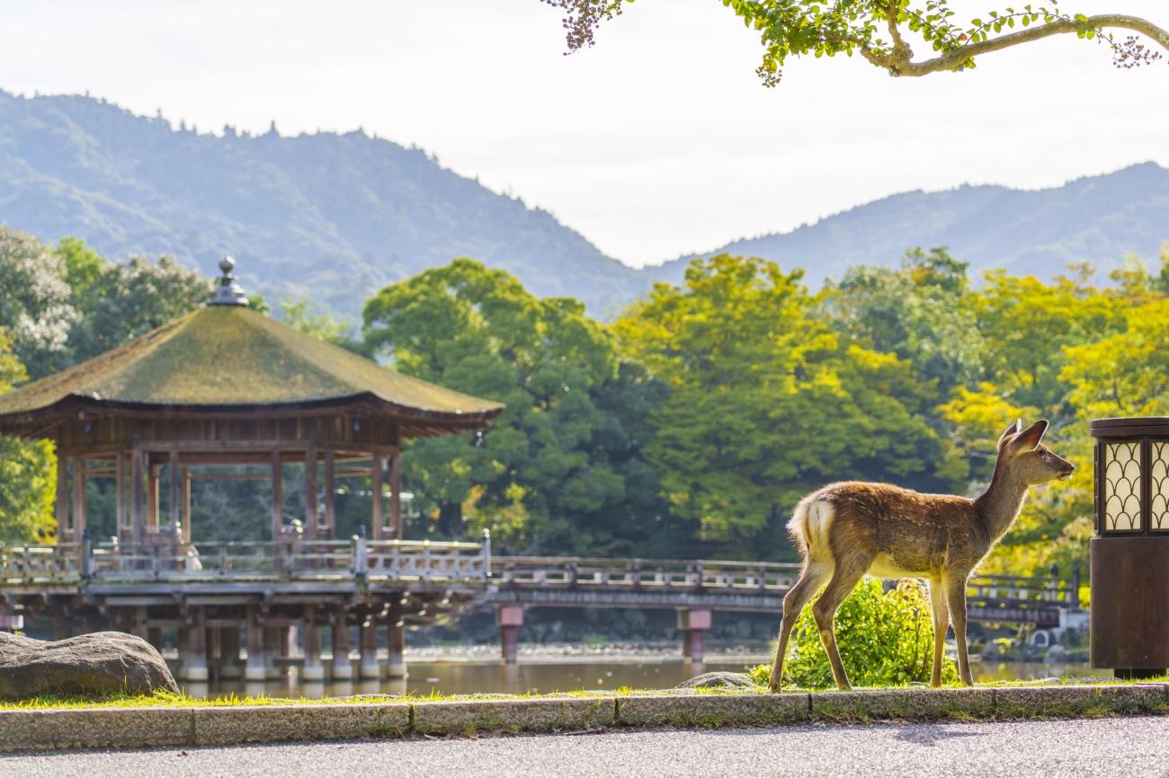 nara-city-day-trip_1